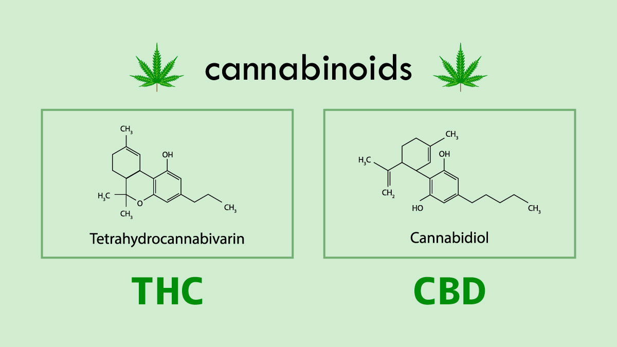 【大麻の成分】CBDとTHCの違いを徹底解説
